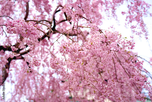 Pink cherry blossoms bloom in spring in Japan.
