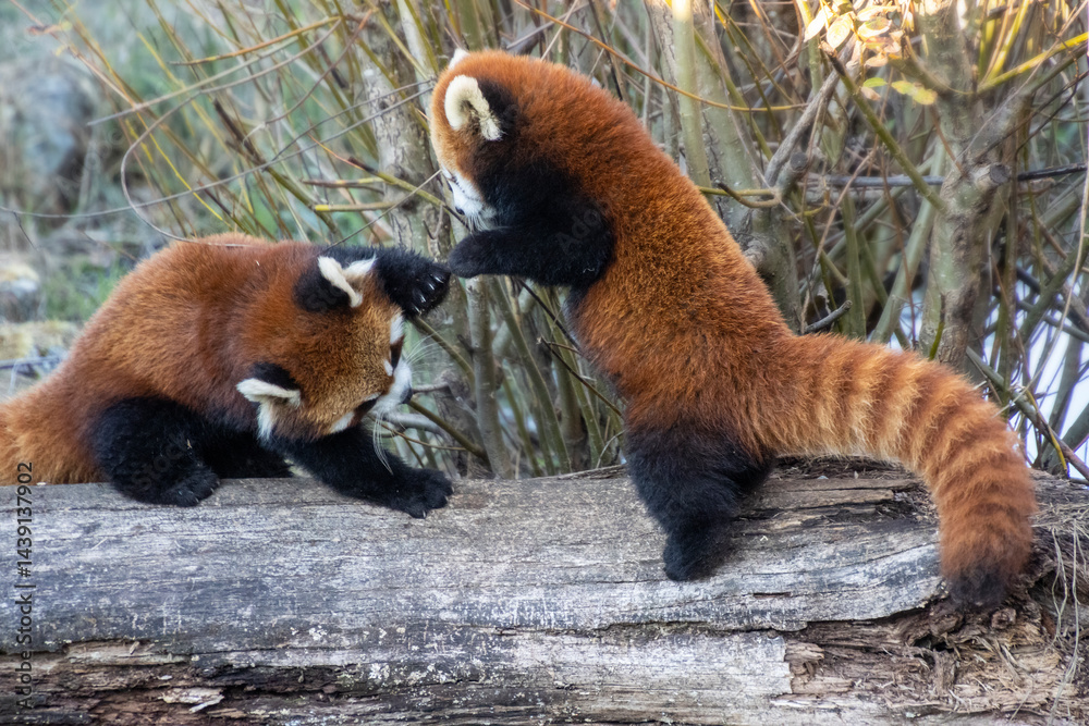 Fototapeta premium Red panda cubs playfully interact on a fallen log in a serene natural environment during the afternoon hours