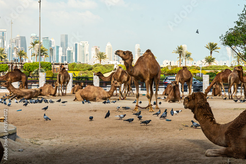 Carrier pigeons and camels in Souq Waqif, one of most important tourist destinations in Qatar