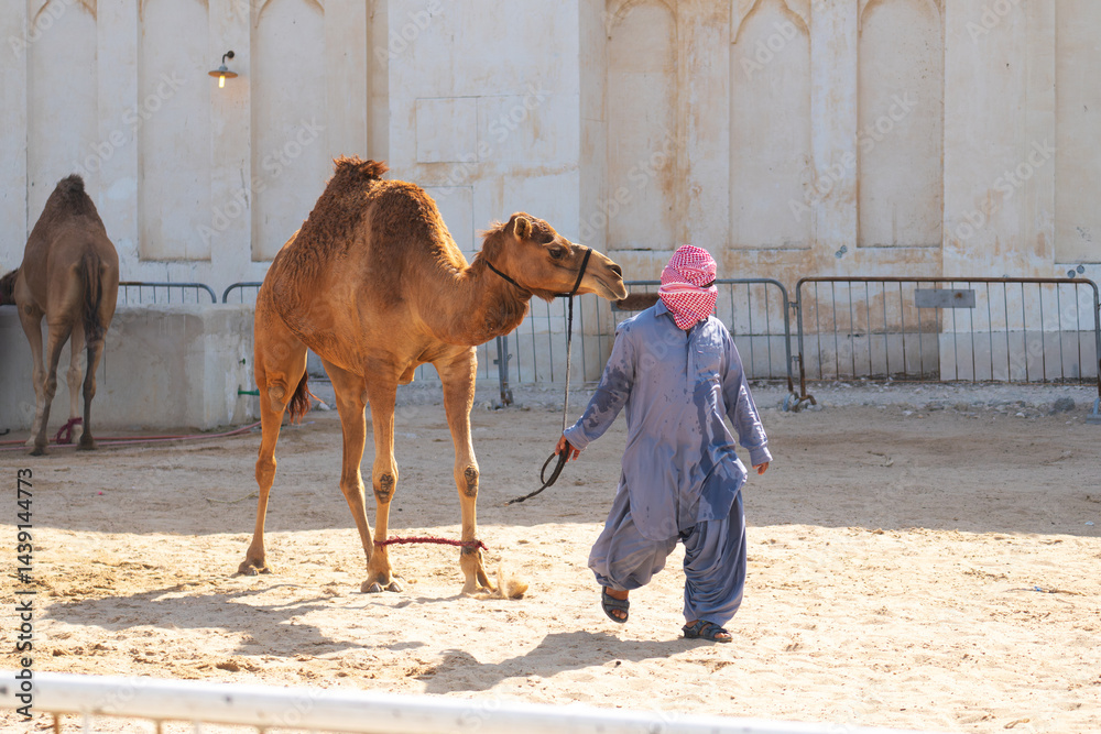 camel driver helps the visitor to descend from the camel