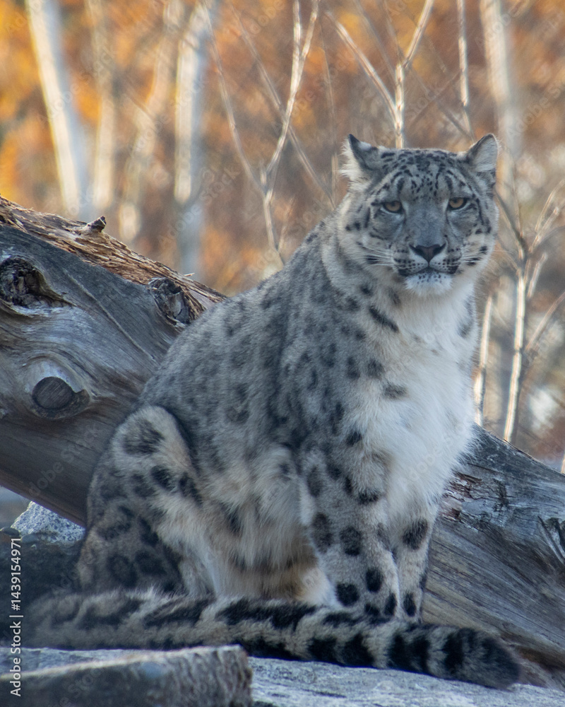 Obraz premium Snow leopard rests on a log in a forest during autumn with colorful foliage in the background