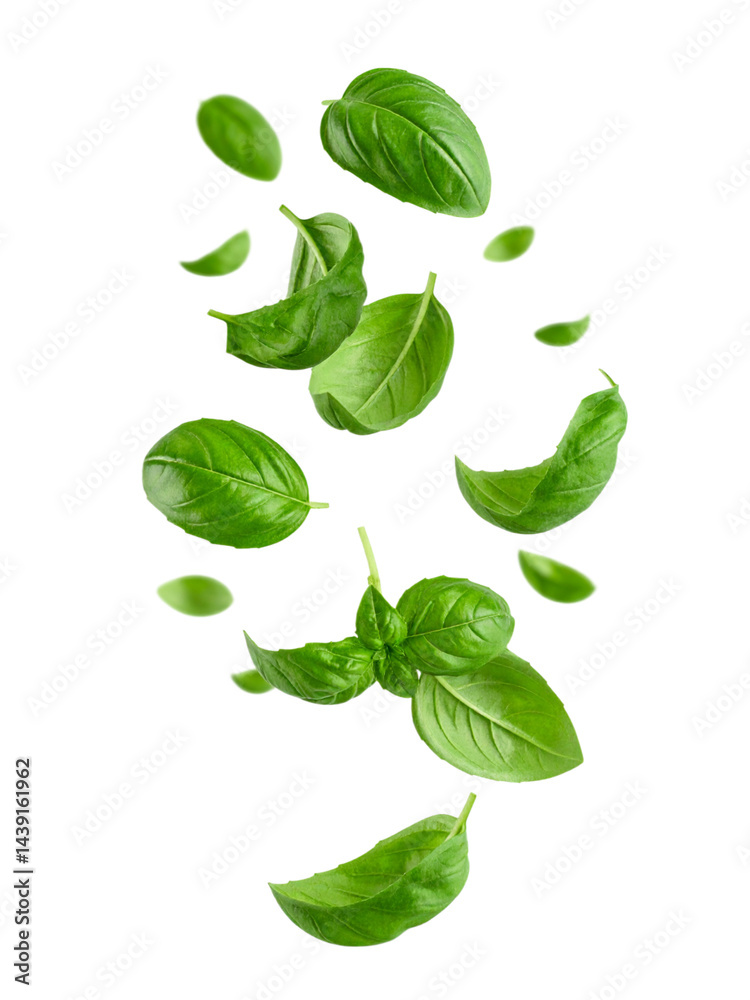 Fototapeta premium Falling basil, isolated on white background, full depth of field