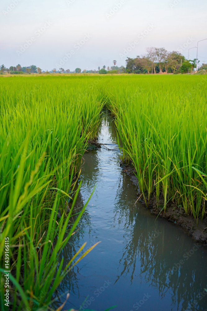 Obraz premium Lush green rice field with water canal, reflecting sky, rural landscape, agriculture, peaceful and natural environment