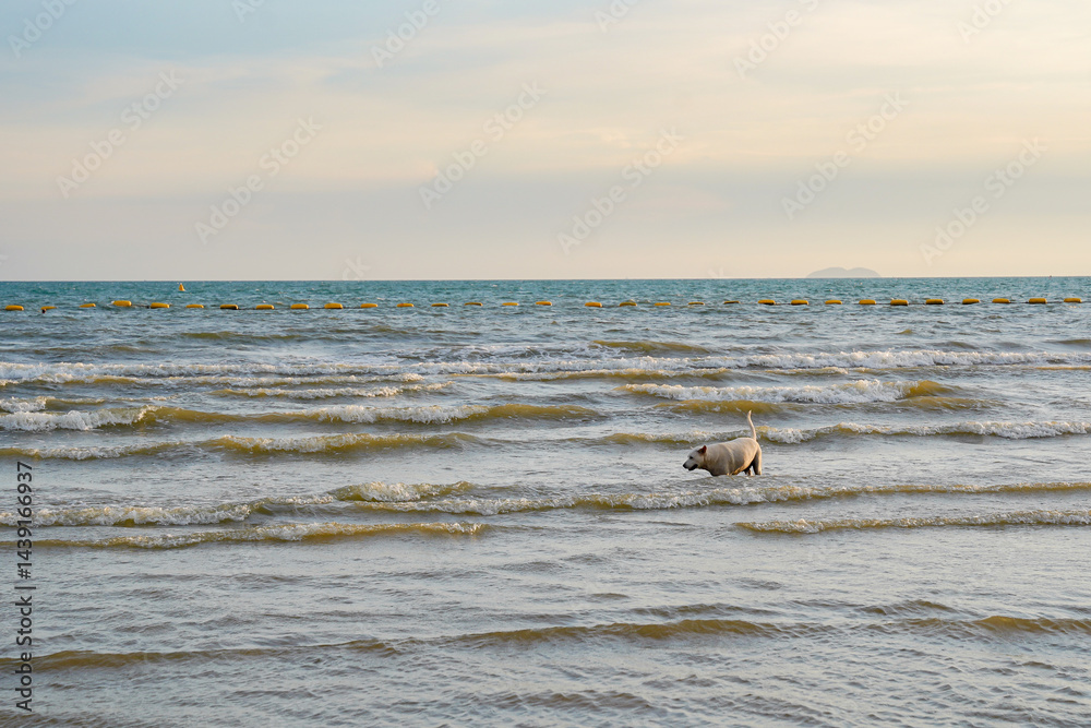 Dog playing in shallow sea water, gentle waves, peaceful beach scene, calm sky, outdoor nature, relaxing mood