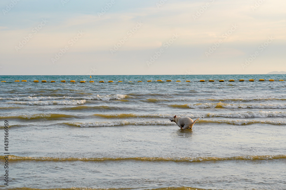 Dog playing in shallow sea water, joyful pet enjoying beach waves under soft sky, peaceful coastal scene