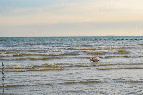Obraz na płótnie Dog playing in shallow sea water, gentle waves, peaceful beach scene, calm sky, outdoor nature, relaxing mood w salonie