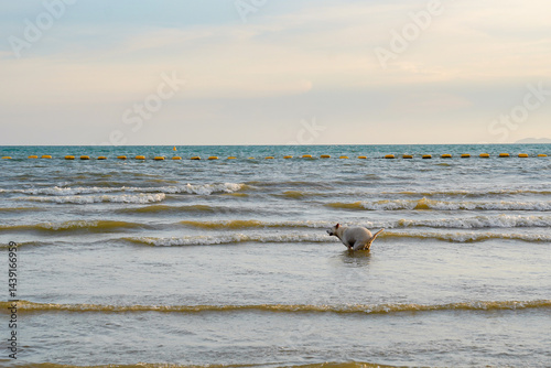 Obraz na płótnie Dog playing in shallow sea water, joyful pet enjoying beach waves under soft sky, peaceful coastal scene w salonie