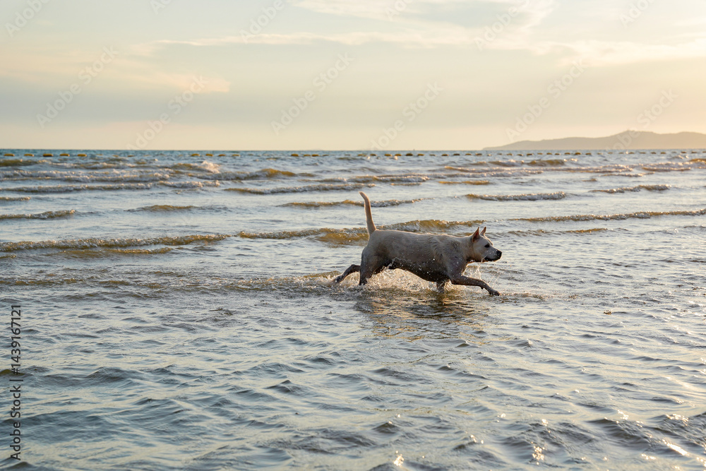 Dog running through shallow sea water at sunset, joyful and energetic, with waves and distant hills in background