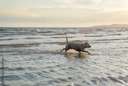 Obraz na płótnie Dog running through shallow sea water at sunset, joyful and energetic, with waves and distant hills in background w salonie