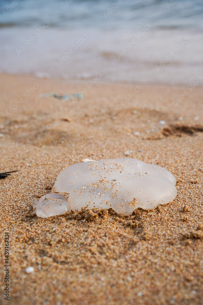 Jellyfish washed ashore on sandy beach, close up of translucent marine animal with ocean in background, calm and natural scene