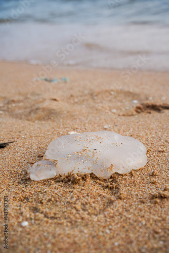 Jellyfish washed ashore on sandy beach, close up of translucent marine animal with ocean in background, calm and natural scene