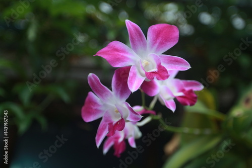 Cooktown Orchid