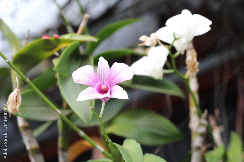 Obraz premium Cooktown Orchid 