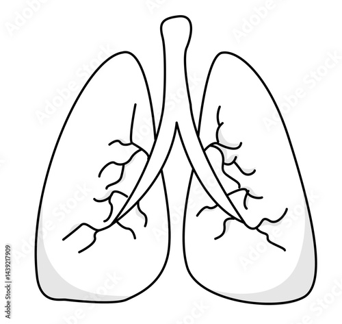 Understanding Lungs Anatomy and Their Role in Respiratory System