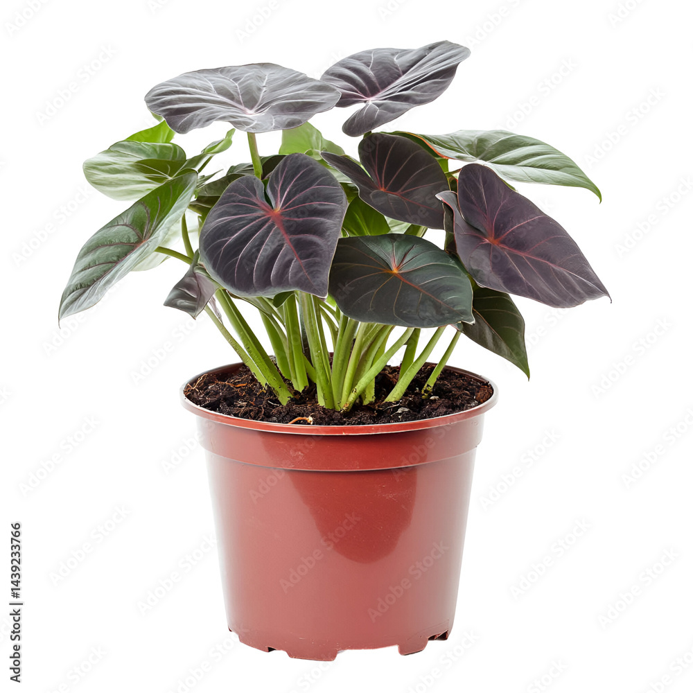 Obraz premium Purple basil plant in pot close up view for gardening