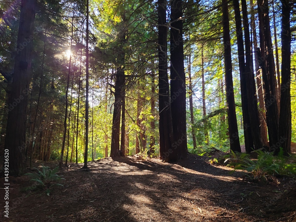 Obraz premium The early evening sun shines on the floor of the Redwood Forest in Mendocino, California