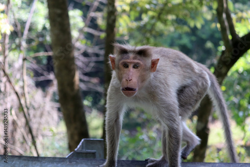 Monkey looking angrily from the roadside