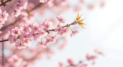 Stunning Pink Cherry Blossoms in Full Bloom Springtime Beauty