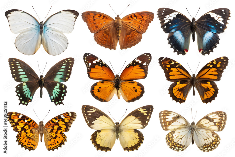 set of butterflies set of butterflies