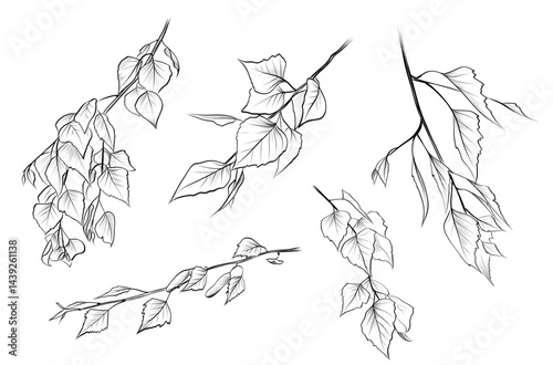Birch tree leaves branches sketch set vector
