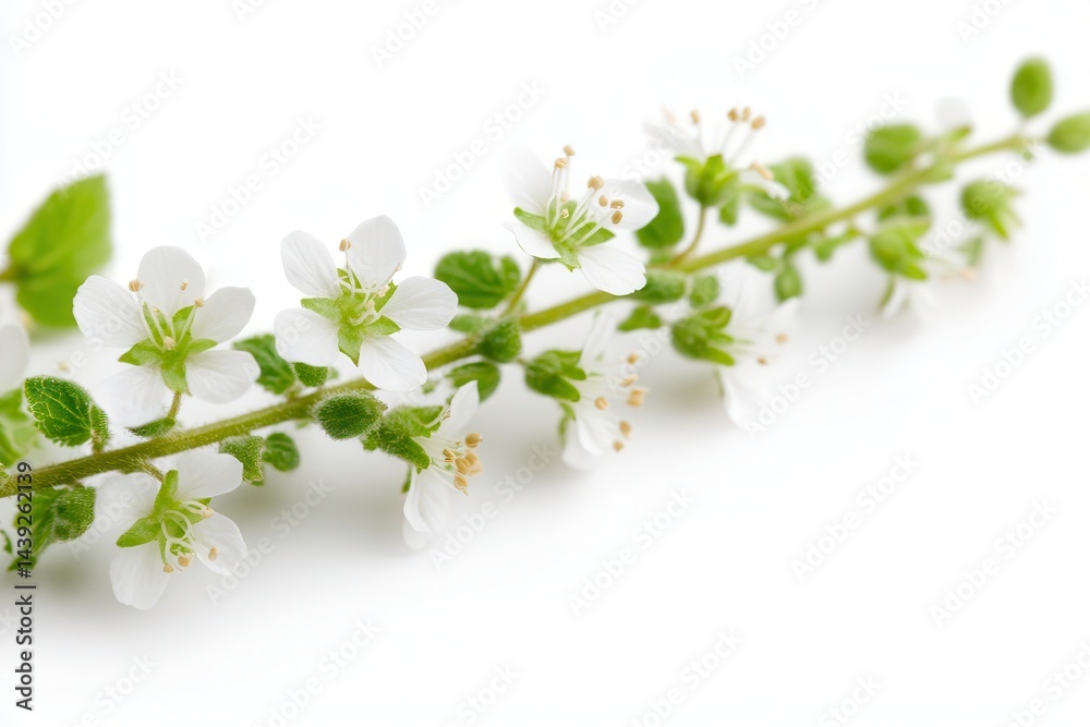 Fototapeta premium Delicate white flowers with green leaves arranged on a light background, ideal for nature themes