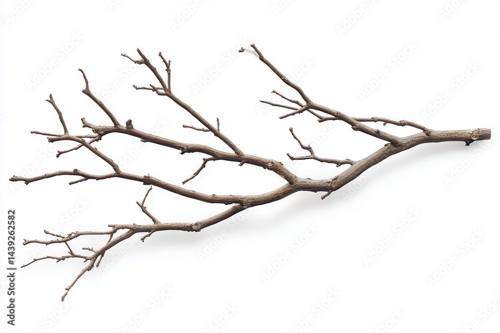 Dry, twisted branch with multiple offshoots, isolated on white background for artistic use Dry, twisted branch with multiple offshoots, isolated on white background for artistic use