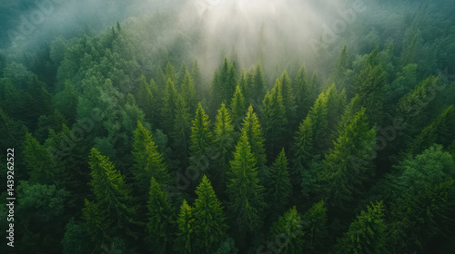 Lush green treetops surrounded by mist create serene atmosphere in forest