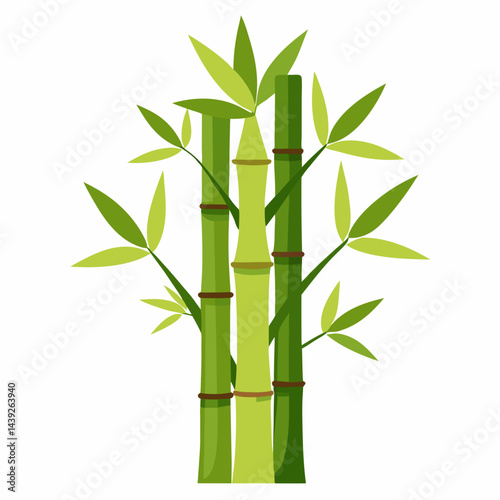 bamboo on white background