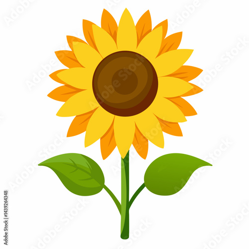 sunflower on white background