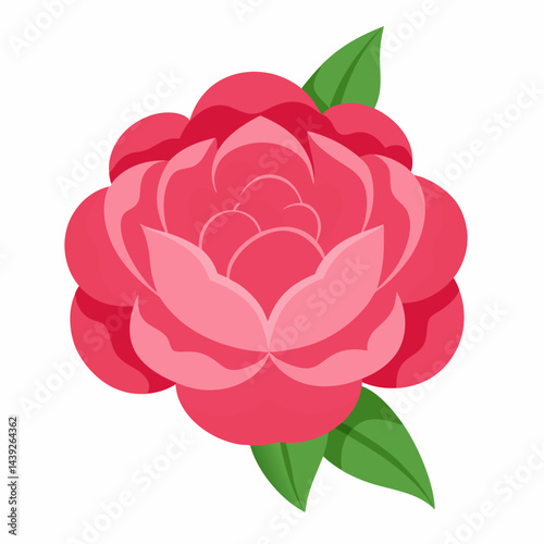 pink rose flower on white background