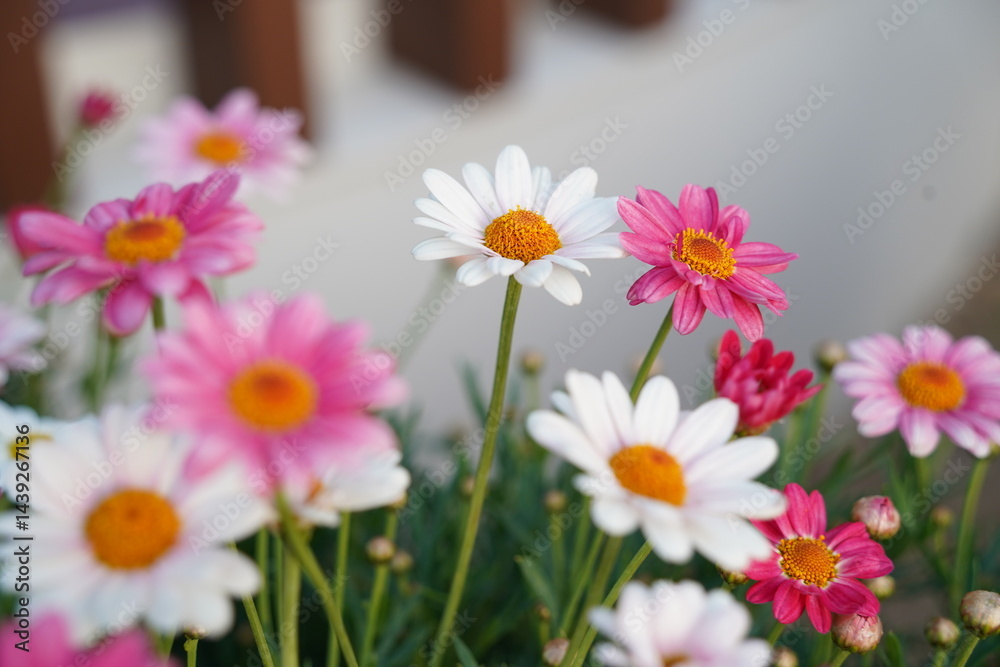 Fototapeta premium A garden full of daisy flowers of various colors