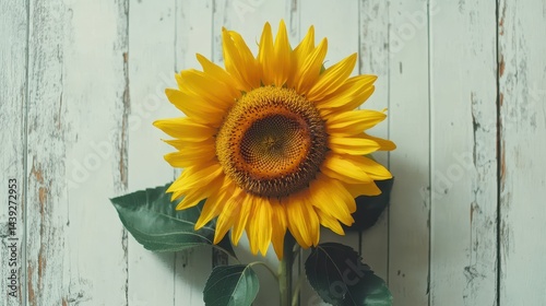 Obraz na płótnie Bright yellow sunflower with green leaves on a rustic white wooden background. Perfect for adding a touch of summer to your design projects. w salonie
