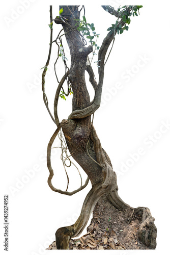 Wallpaper Mural  Forest tree trunks with climbing vines twisted liana plant and green leaves  isolated on white background, clipping path included. Torontodigital.ca