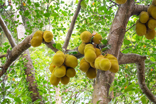 Green jackfruit or nangka growing on a tree, tropical fruit in India, food plantation and harvest photo