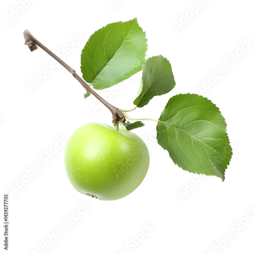 Fresh green fruit and leaves branch closeup