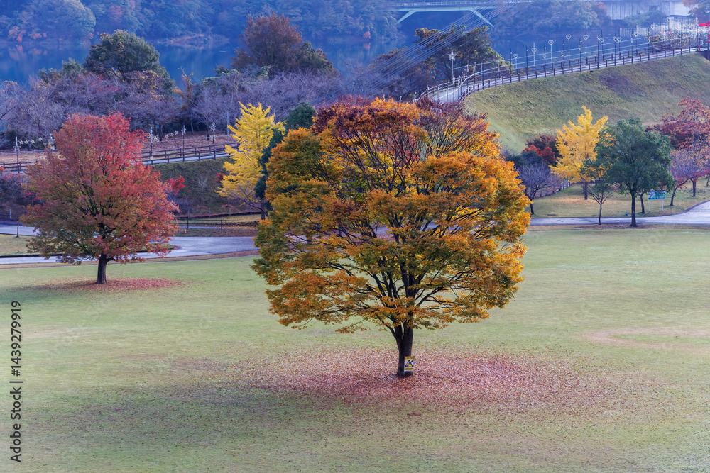 紅葉に彩られた美しい宮ヶ瀬湖。
神奈川県清川村、早戸川林道-2025年