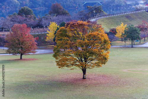 Obraz na płótnie 紅葉に彩られた美しい宮ヶ瀬湖。
神奈川県清川村、早戸川林道-2025年
w salonie