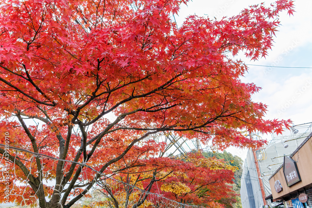 紅葉に彩られた美しい宮ヶ瀬湖。
神奈川県清川村、早戸川林道-2025年