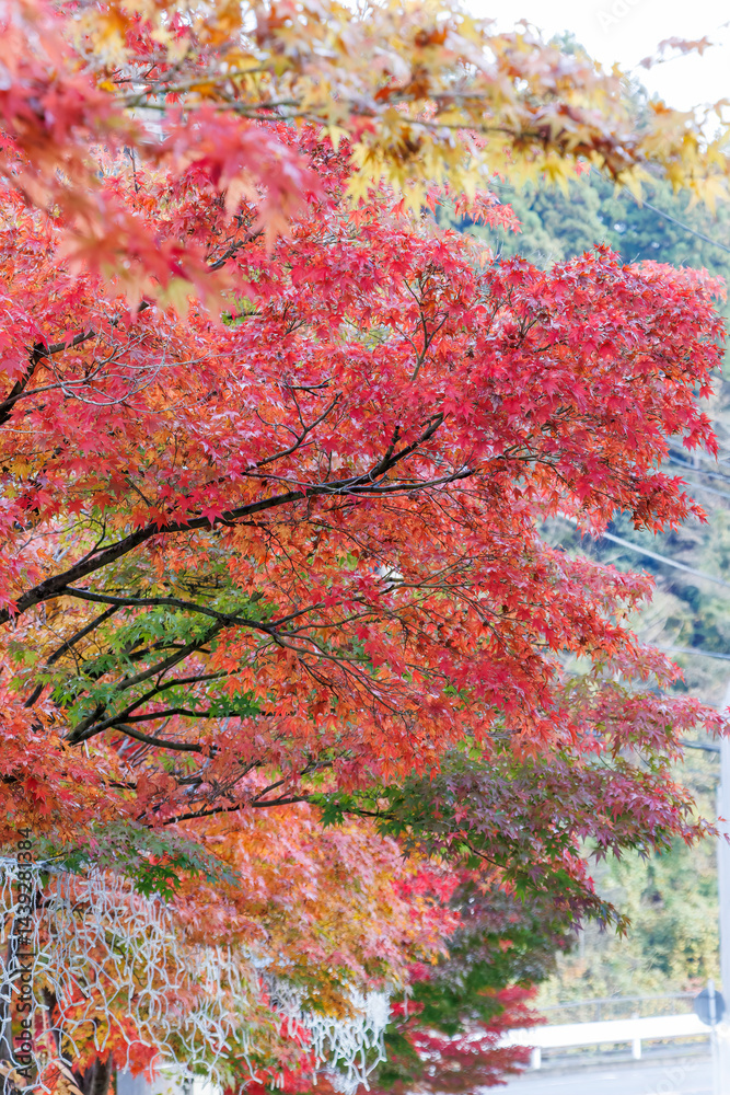 紅葉に彩られた美しい宮ヶ瀬湖。
神奈川県清川村、早戸川林道-2025年