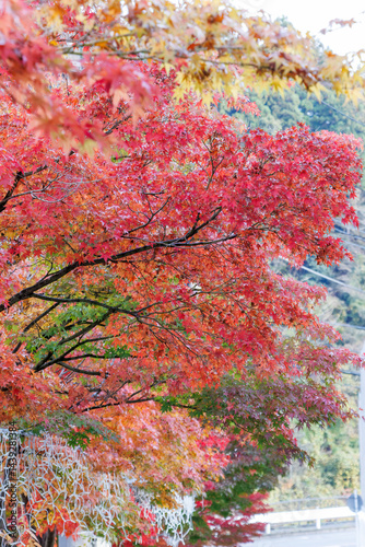 Obraz na płótnie 紅葉に彩られた美しい宮ヶ瀬湖。
神奈川県清川村、早戸川林道-2025年
w salonie