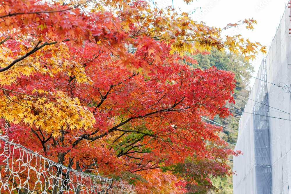 紅葉に彩られた美しい宮ヶ瀬湖。
神奈川県清川村、早戸川林道-2025年