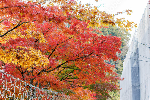Obraz na płótnie 紅葉に彩られた美しい宮ヶ瀬湖。
神奈川県清川村、早戸川林道-2025年
w salonie