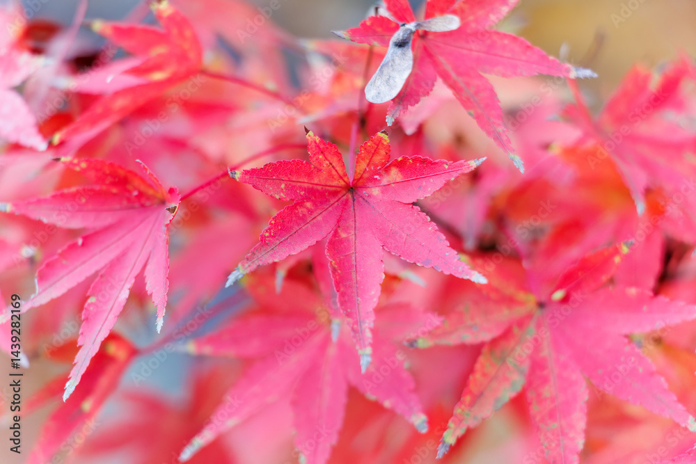 紅葉に彩られた美しい宮ヶ瀬湖。
神奈川県清川村、早戸川林道-2025年