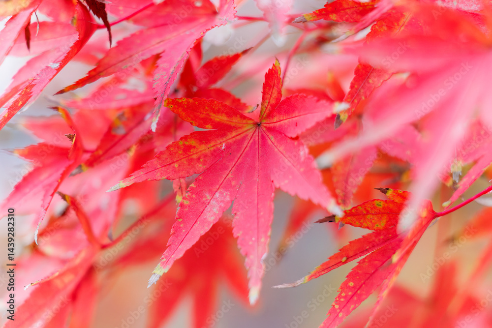 紅葉に彩られた美しい宮ヶ瀬湖。
神奈川県清川村、早戸川林道-2025年
