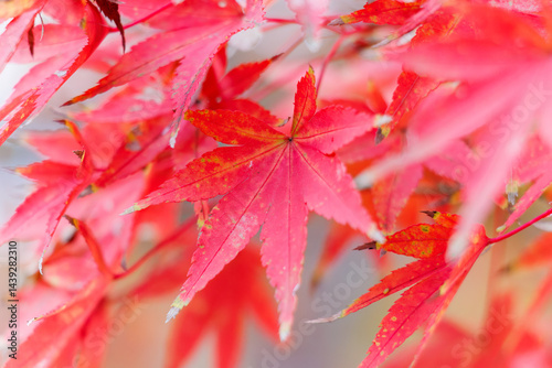 Obraz na płótnie 紅葉に彩られた美しい宮ヶ瀬湖。
神奈川県清川村、早戸川林道-2025年
w salonie