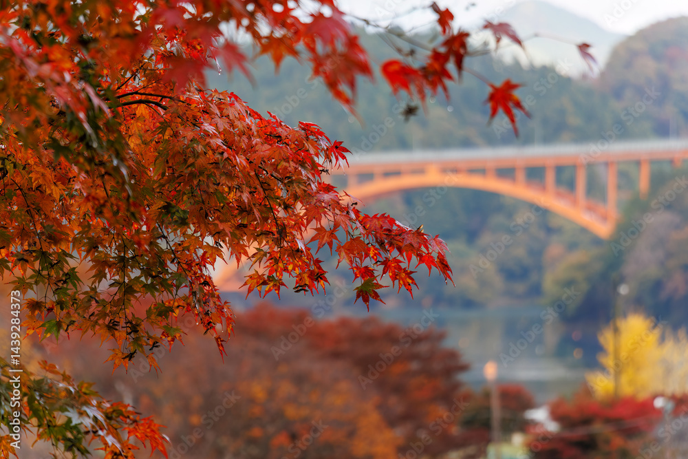 湖面の向こう側に大きな橋が見える。
紅葉に彩られた美しい宮ヶ瀬湖。
神奈川県清川村、早戸川林道-2025年