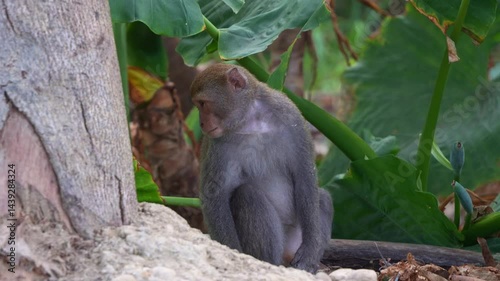 A young Formosan rock macaque (Macaca cyclopis) sitting on the forest ground, looking for food in an overgrown environment, close up shot of a primate species endemic to Taiwan. photo