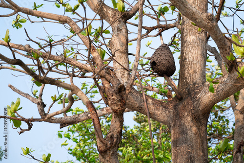 Asian yellow legged hornet nest hive in a tree, Vespa velutina,  predatory wasp in India