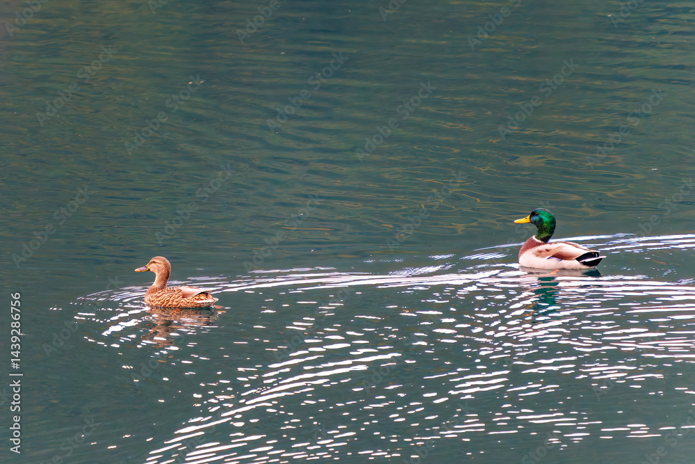 飛翔する美しいマガモ(カモ科)他の群れ
英名学名:Mallard (Anas platyrhynchos)
紅葉に彩られた美しい宮ヶ瀬湖。
神奈川県清川村、早戸川林道-2025年