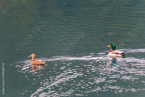 Obraz na płótnie 飛翔する美しいマガモ(カモ科)他の群れ
英名学名:Mallard (Anas platyrhynchos)
紅葉に彩られた美しい宮ヶ瀬湖。
神奈川県清川村、早戸川林道-2025年
w salonie